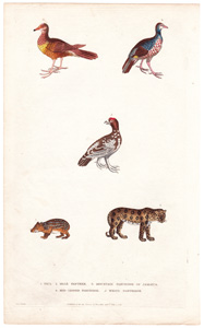 1. Paca  2. Male Panther  3. Mountain Partridge of Jamaica  4. Red-legged Partridge  5. White Partridge 